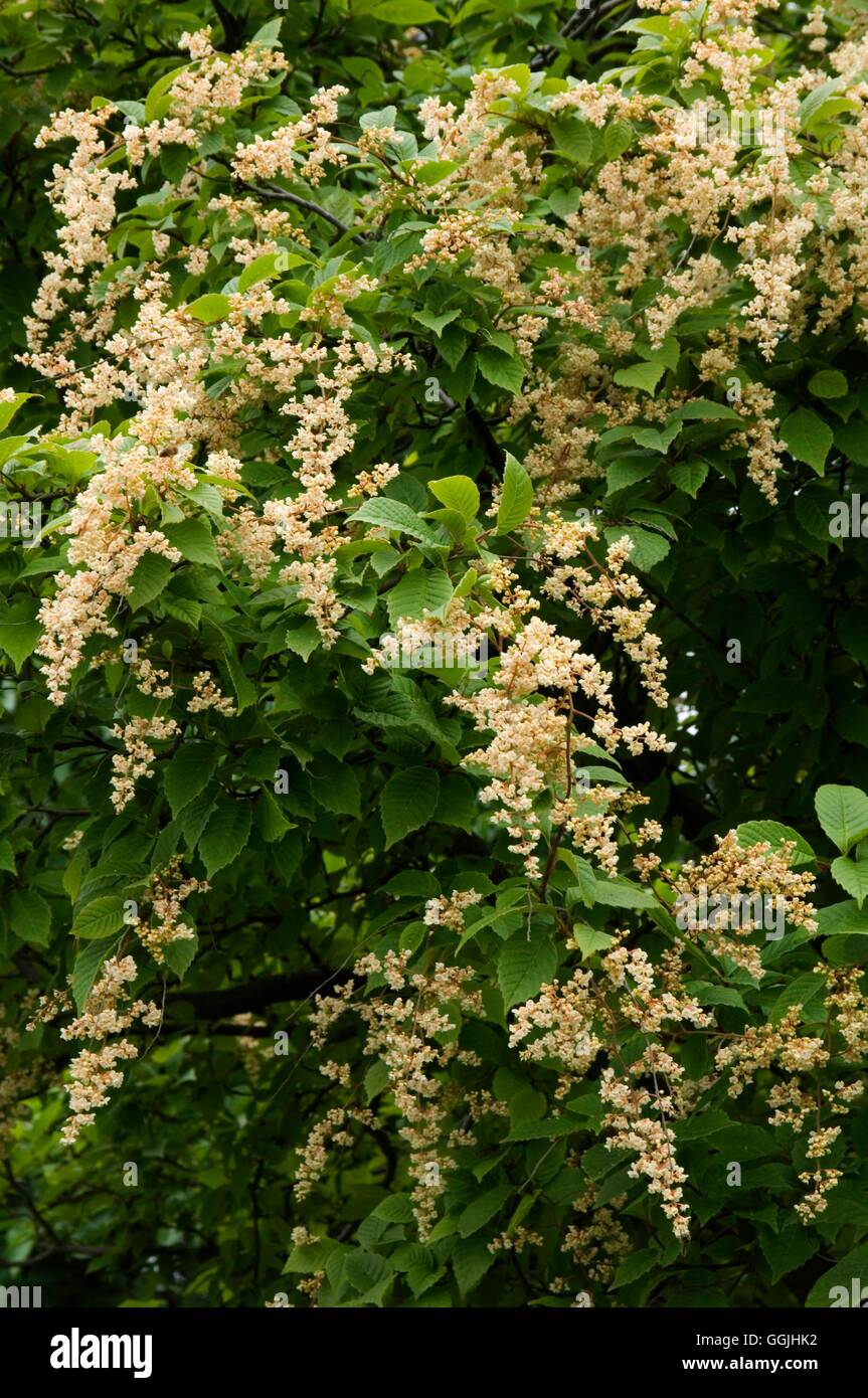 Meliosma dilleniifolia subsp. cuneifolia   MIW253245 Stock Photo