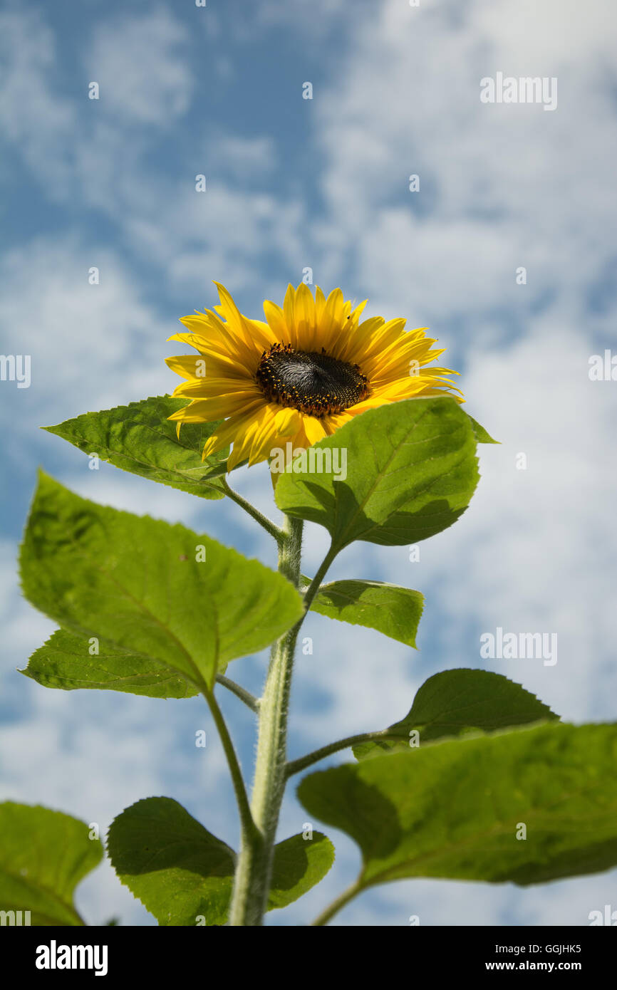 Sunflower Looking Up Stock Photo