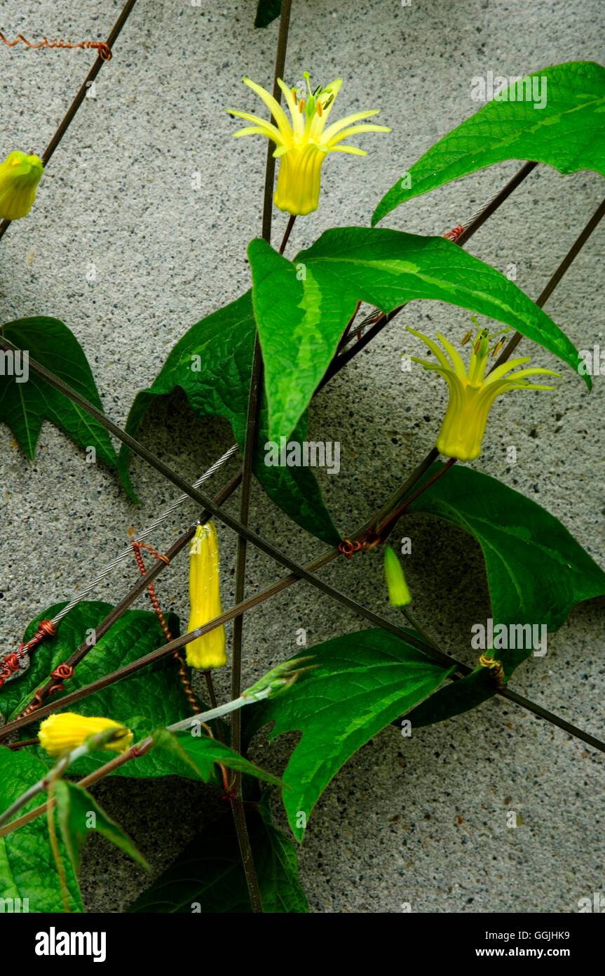 Passiflora citrina   MIW253251 Stock Photo