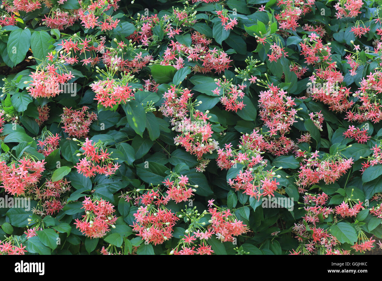 Rangoon creeper or flower Sweet Hand of tropics flower bloom on tree in the garden. Stock Photo