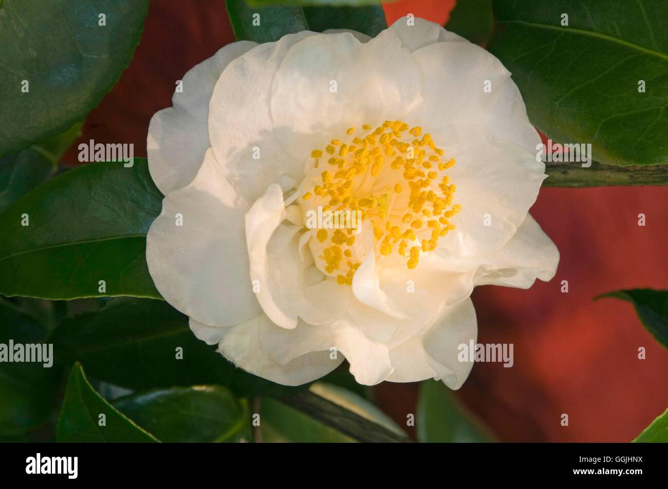 Camellia japonica 'Shiro Botan'   MIW253312 Stock Photo
