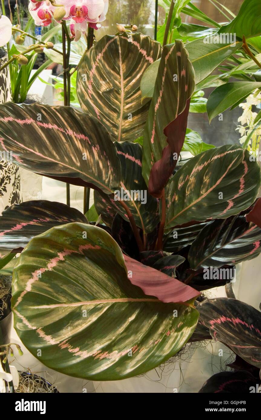 Dotti foliage calathea houseplant indoorplant 253324 253324 hi-res stock  photography and images - Alamy