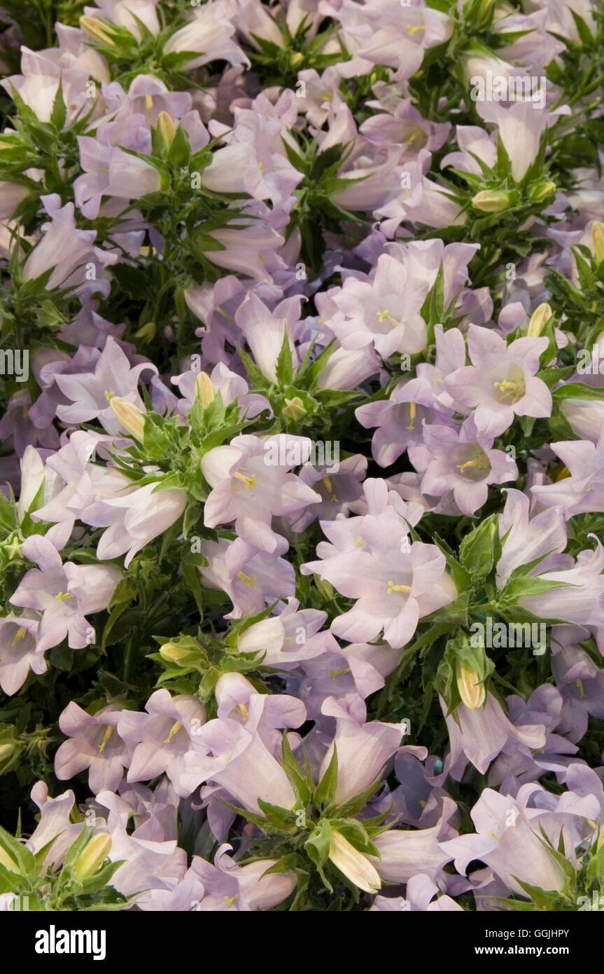 Campanula 'Kronprinsseus Klokkablomst'   MIW253339 Stock Photo
