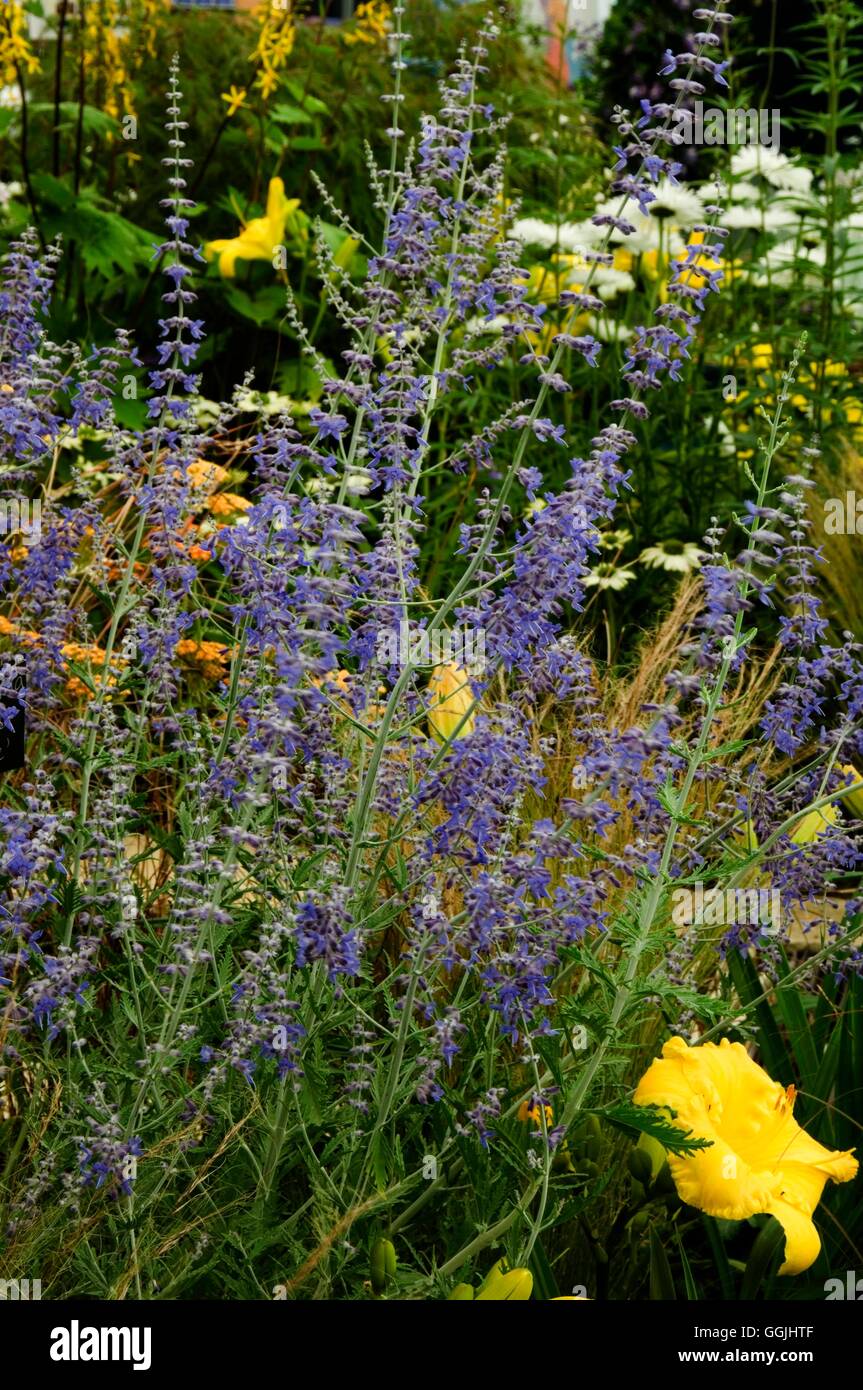 Perovskia 'Blue Spire'   MIW253379 Stock Photo
