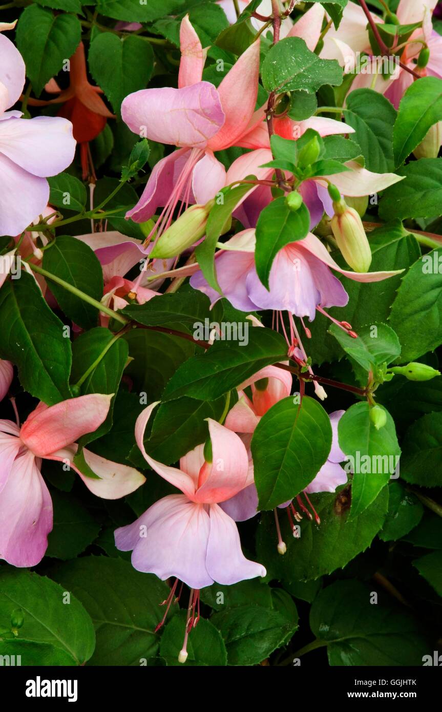 Fuchsia 'Caroline'   MIW253383 Stock Photo