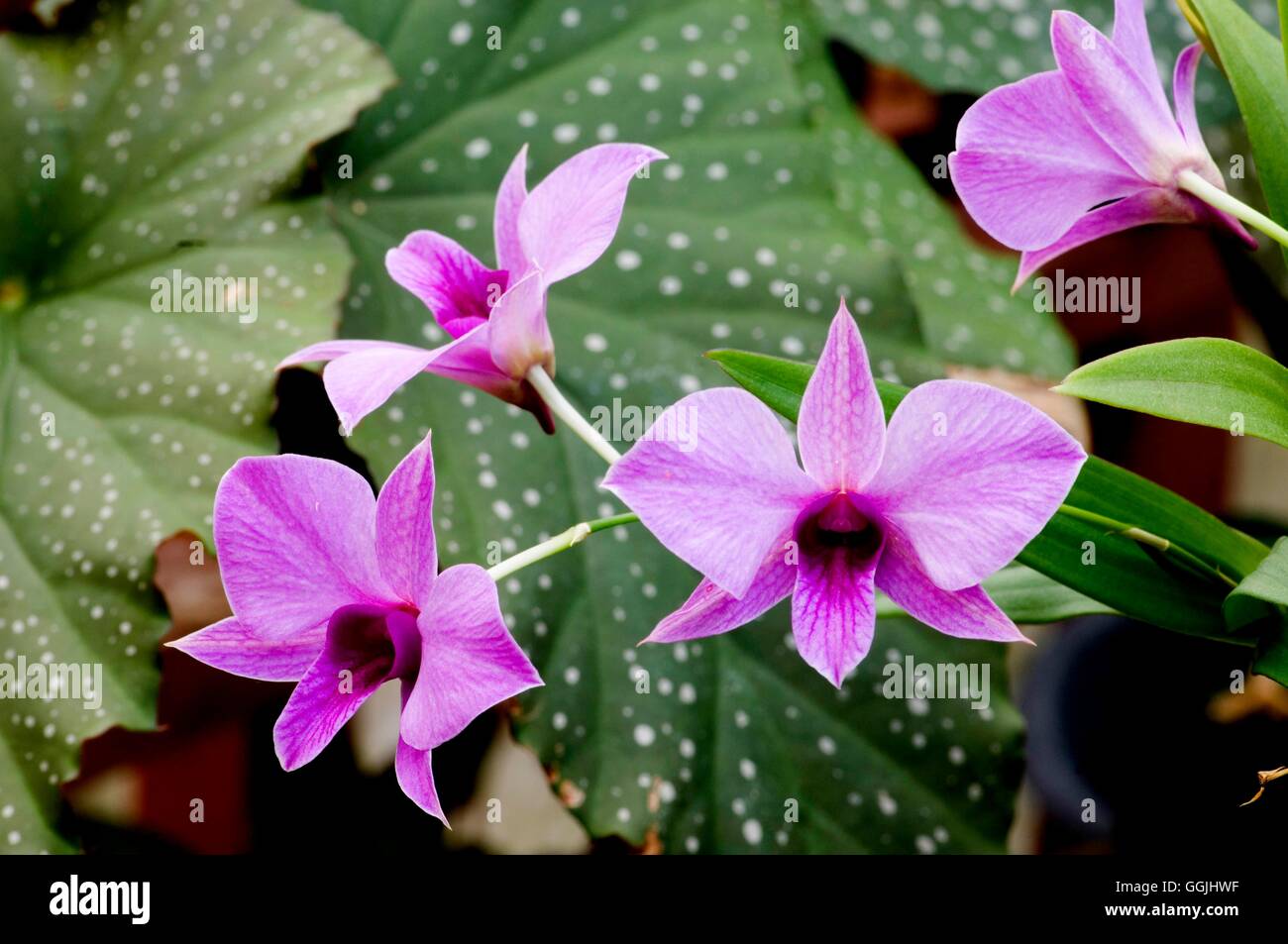 Dendrobium phalaenopsis   MIW253404 Stock Photo