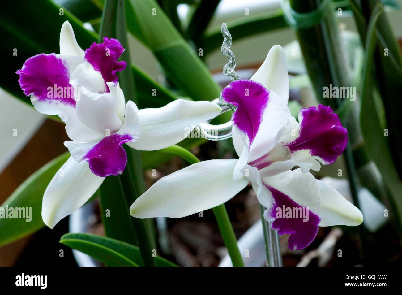 X Laeliocattleya Purple Cascade 'Beauty of Perfume'   MIW253413 Stock Photo