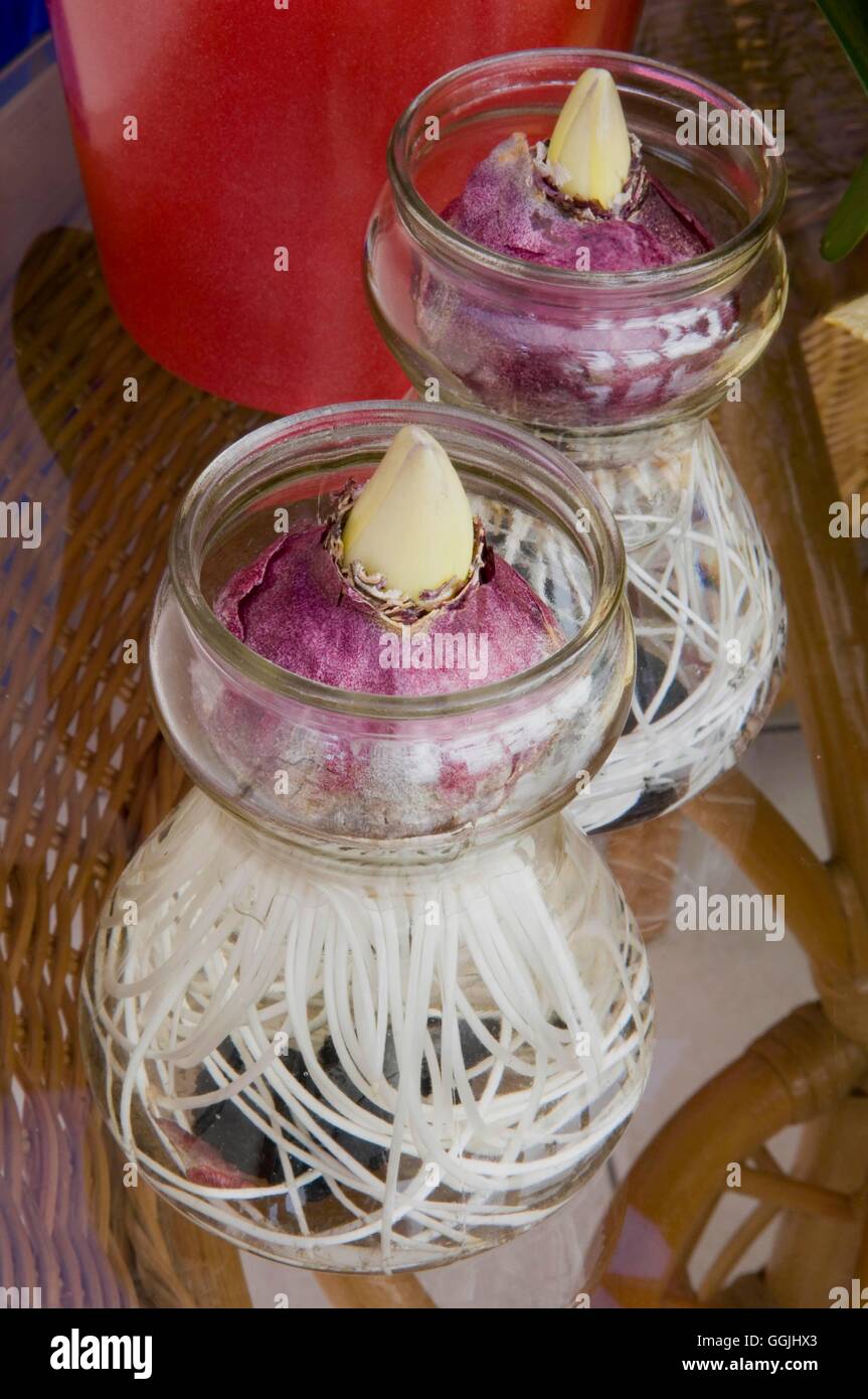 Forcing bulbs hyacinths hires stock photography and images Alamy