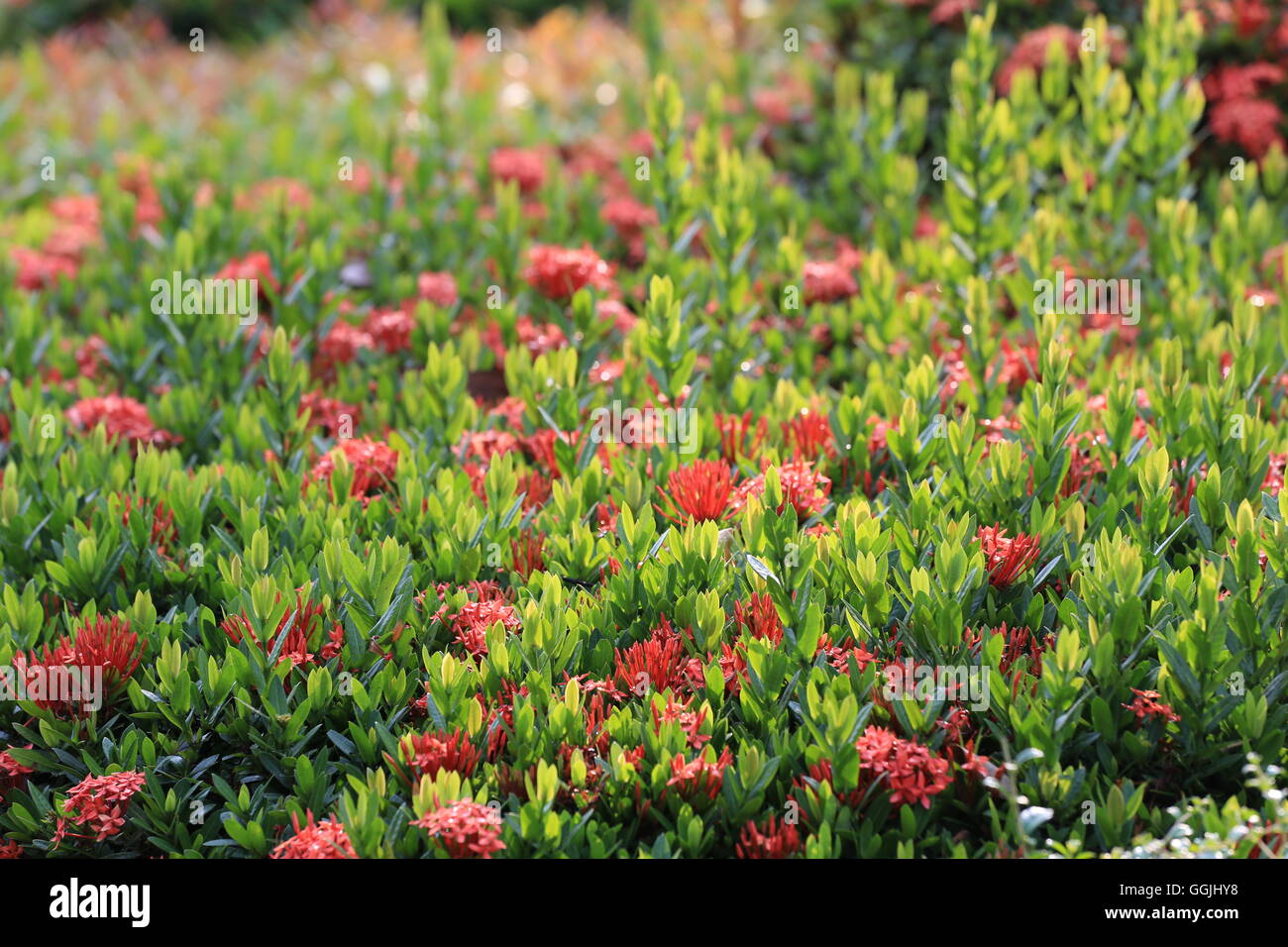 spike flower bloom on tree in the public garden,Tropical plants
