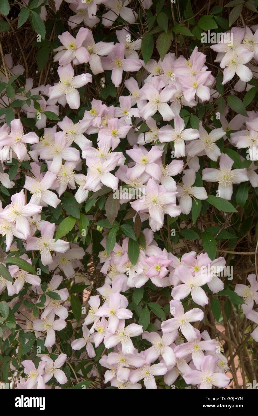 Clematis montana 'Mayleen' (Scented) MIW253451 Stock Photo Alamy