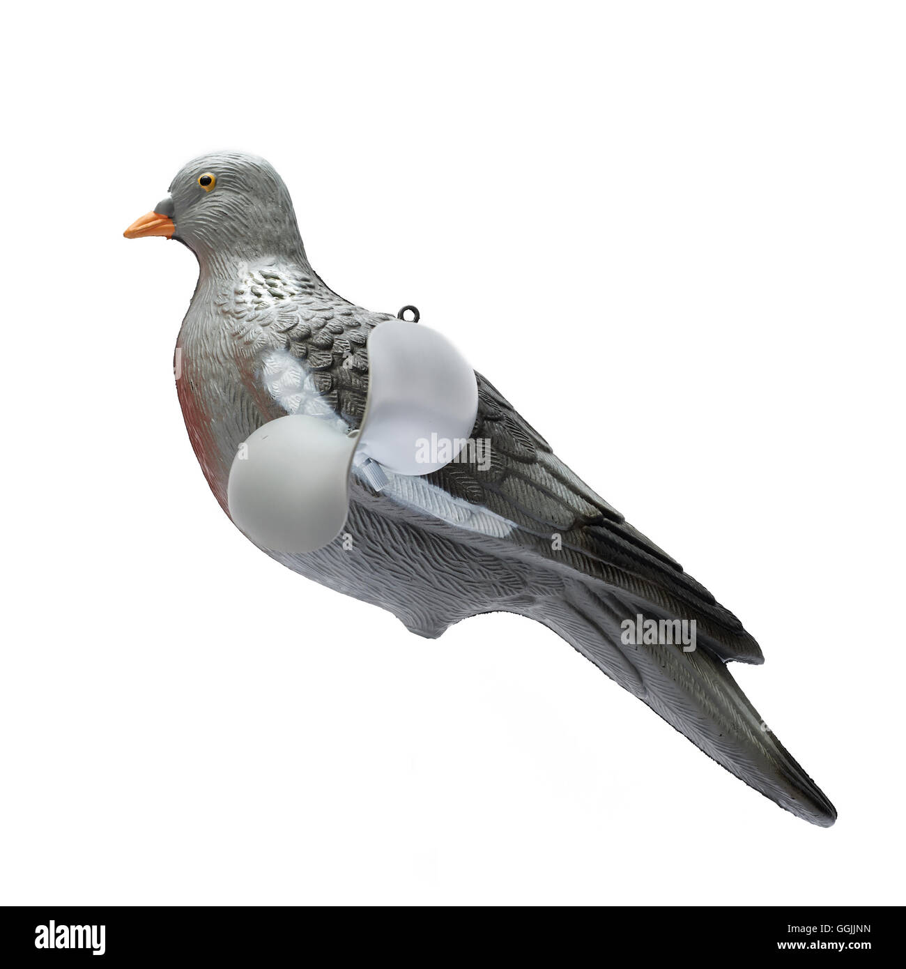 Plastic pigeon decoy hires stock photography and images Alamy