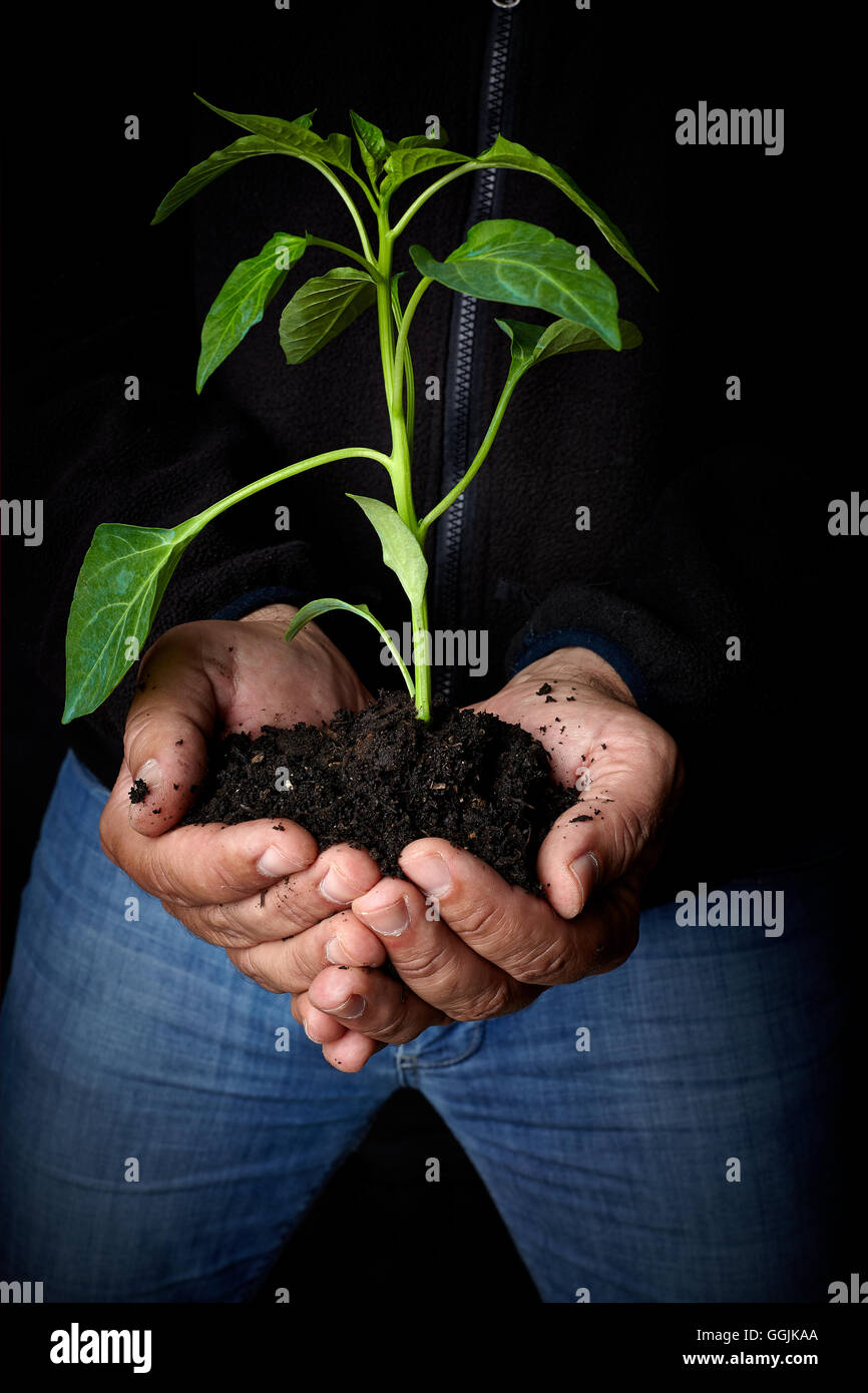Man hands holding a plant. ecology concept Stock Photo