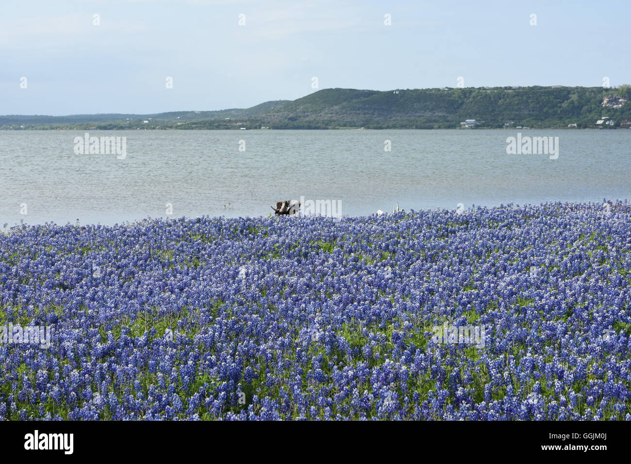 Field of lupinus texensis, the Texas lupine or Texas bluebonnet, on the shores of Lake Buchanan in central Texas Stock Photo