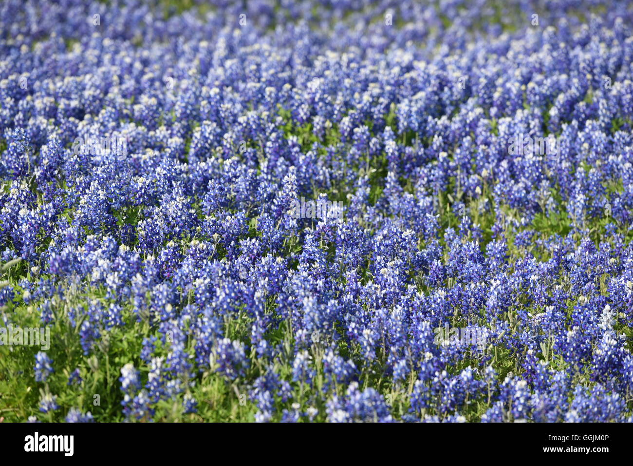Field of lupinus texensis, the Texas lupine or Texas bluebonnet, on the shores of Lake Buchanan in central Texas Stock Photo
