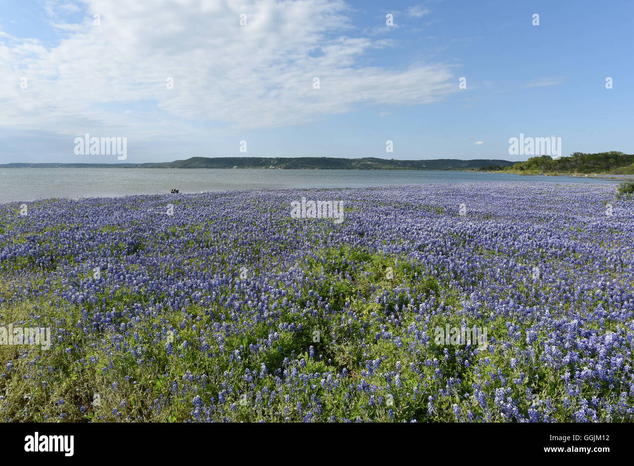 Field of lupinus texensis, the Texas lupine or Texas bluebonnet, on the shores of Lake Buchanan in central Texas Stock Photo