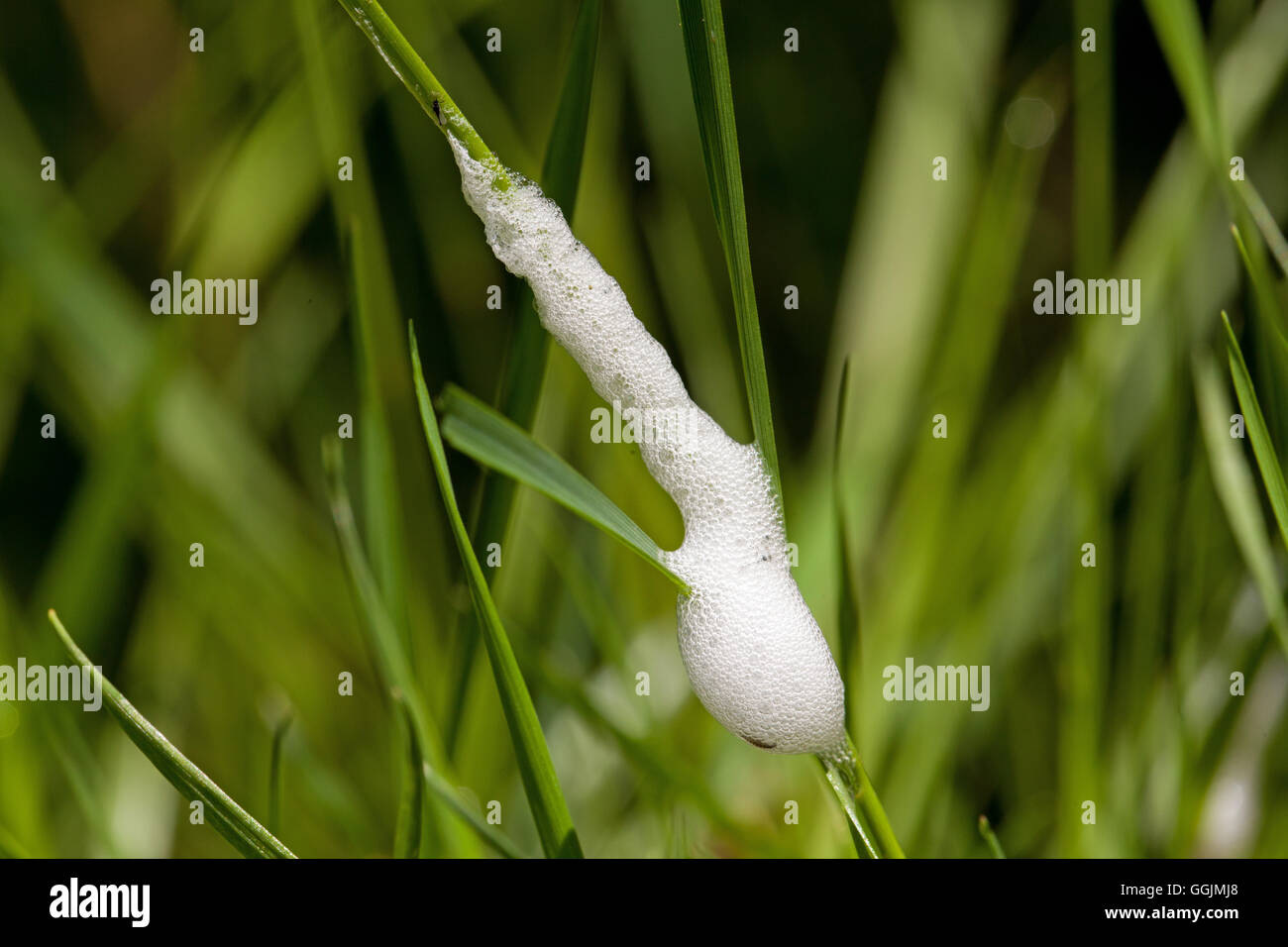 ‘Cuckoo Spit’ or ‘Snake Spit’. Self generated foam or froth nest by Froghopper nymph, (Philaenus spumarius). Nymph within. Stock Photo