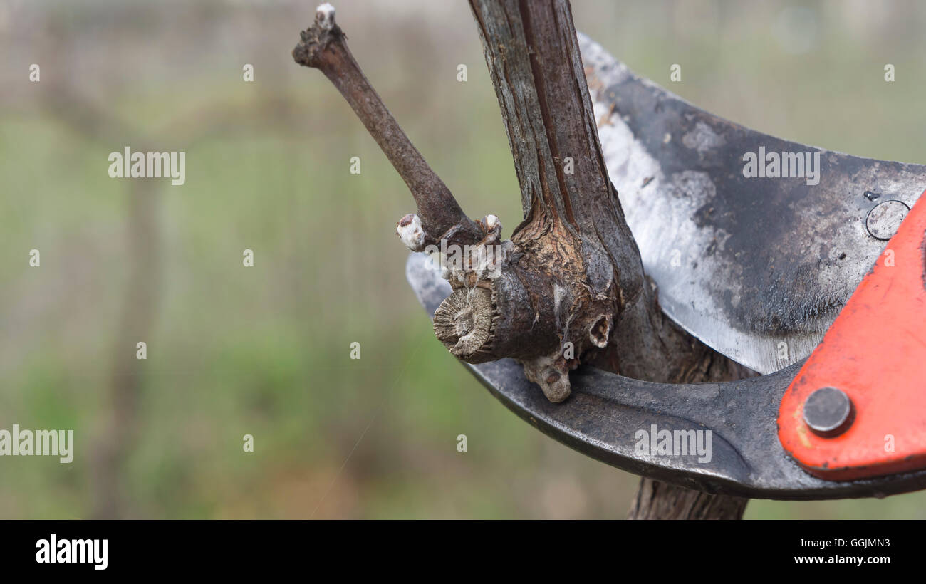 cutting branches in vineyard in spring Stock Photo Alamy