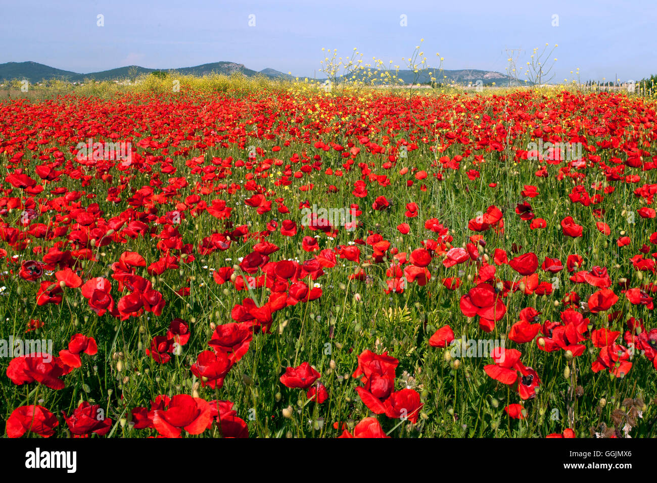 Field of poppies in blue sky background Stock Photo - Alamy