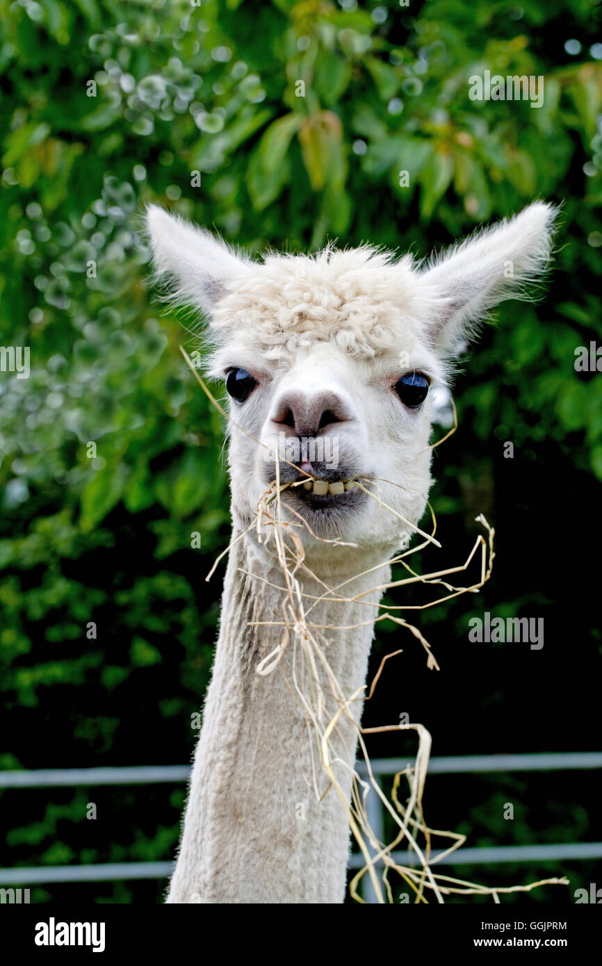 Pseudo ruminant hi-res stock photography and images - Alamy