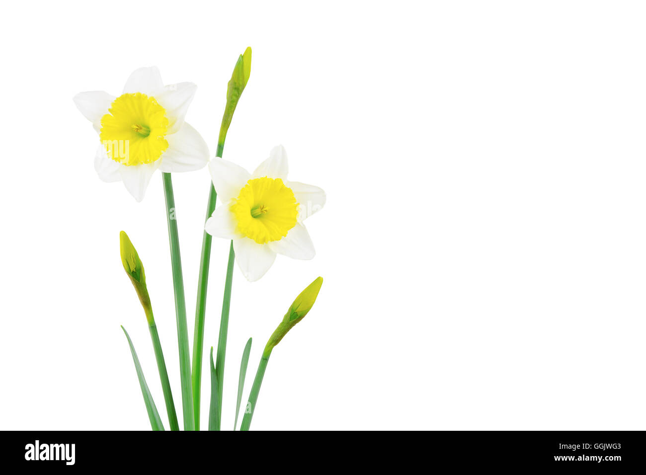 White and yellow daffodil flowers and buds, isolated on a white ...
