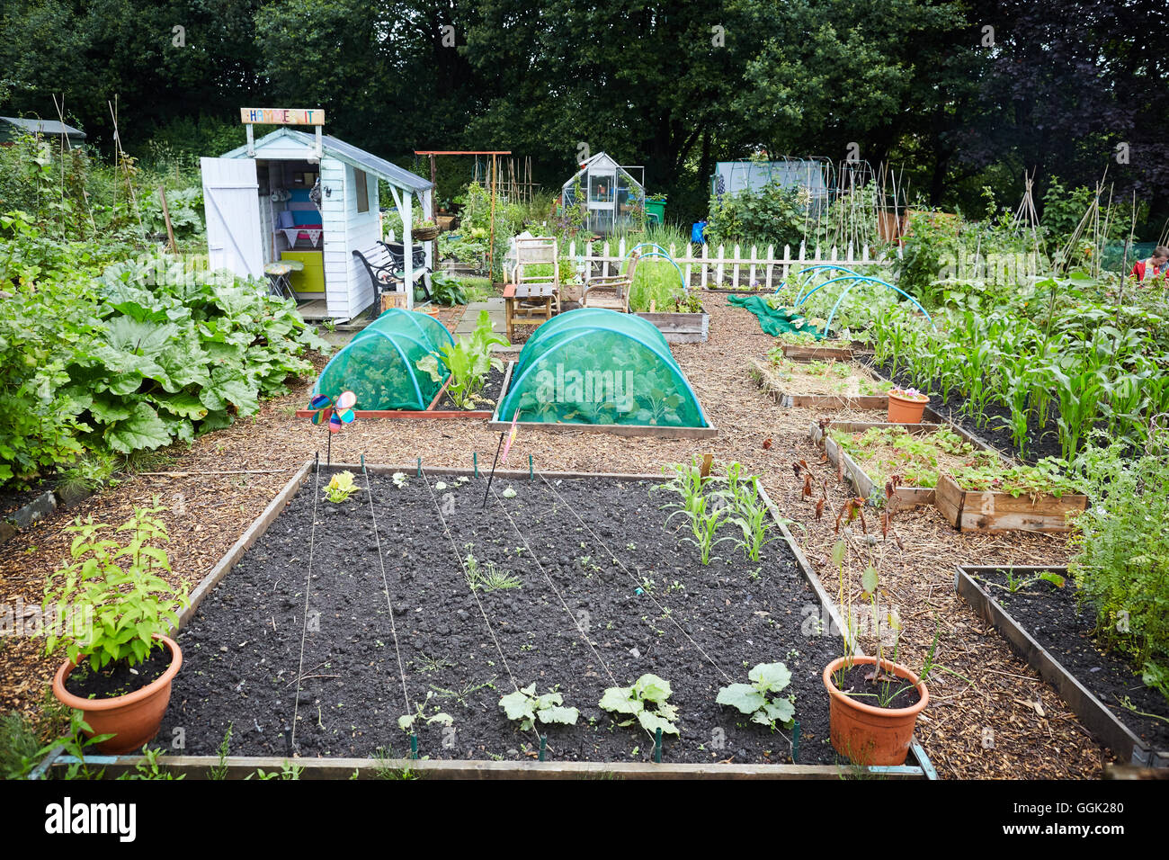 Vegetables growing in community allotment gardens hires stock