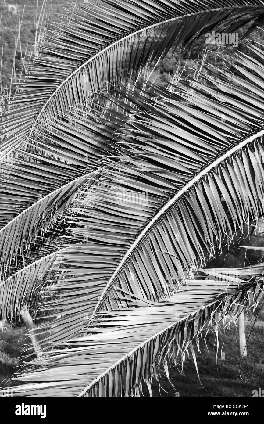 Palm leaf from a palm tree, Plant, Nature Stock Photo