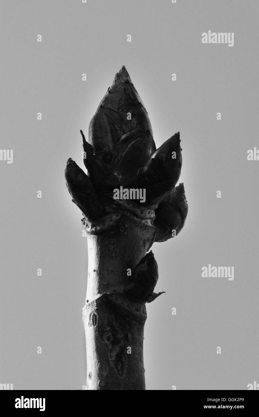 European chestnut tree Black and White Stock Photos & Images - Alamy