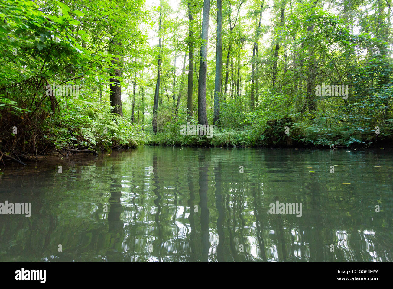 River flowing through Spreewald, UNESCO biosphere reserve, Luebbenau, Brandenburg, Germany, Europe Stock Photo