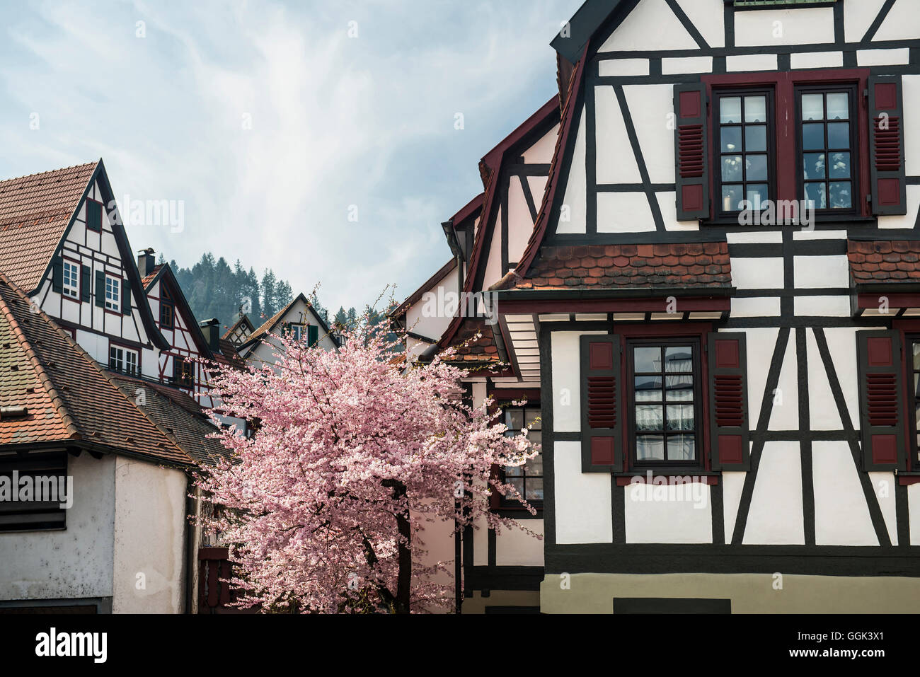 Timber frame houses and tree in blossom, Schiltach, Black Forest, Baden-Wuerttemberg, Germany Stock Photo