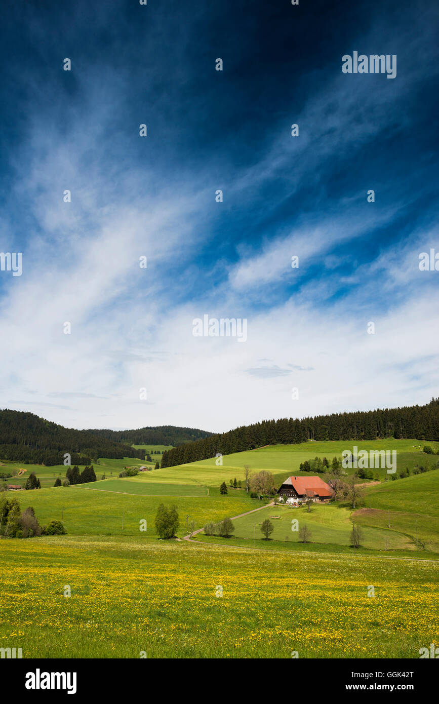 Waldau, near Titisee-Neustadt, Black Forest, Baden-Wuerttemberg, Germany Stock Photo