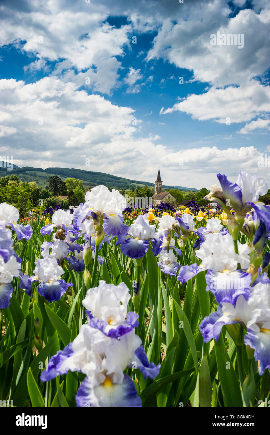 flower meadow with blossoming iris, Laufen near Sulzburg, Black Forest, Baden-Wuerttemberg, Germany Stock Photo