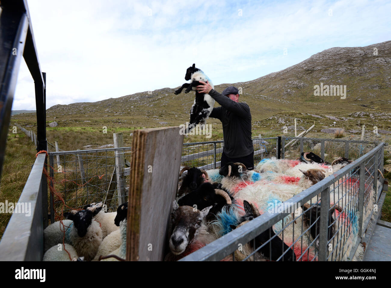 Sheep herder with sheep on road 336 in Connemara, Ireland Stock Photo
