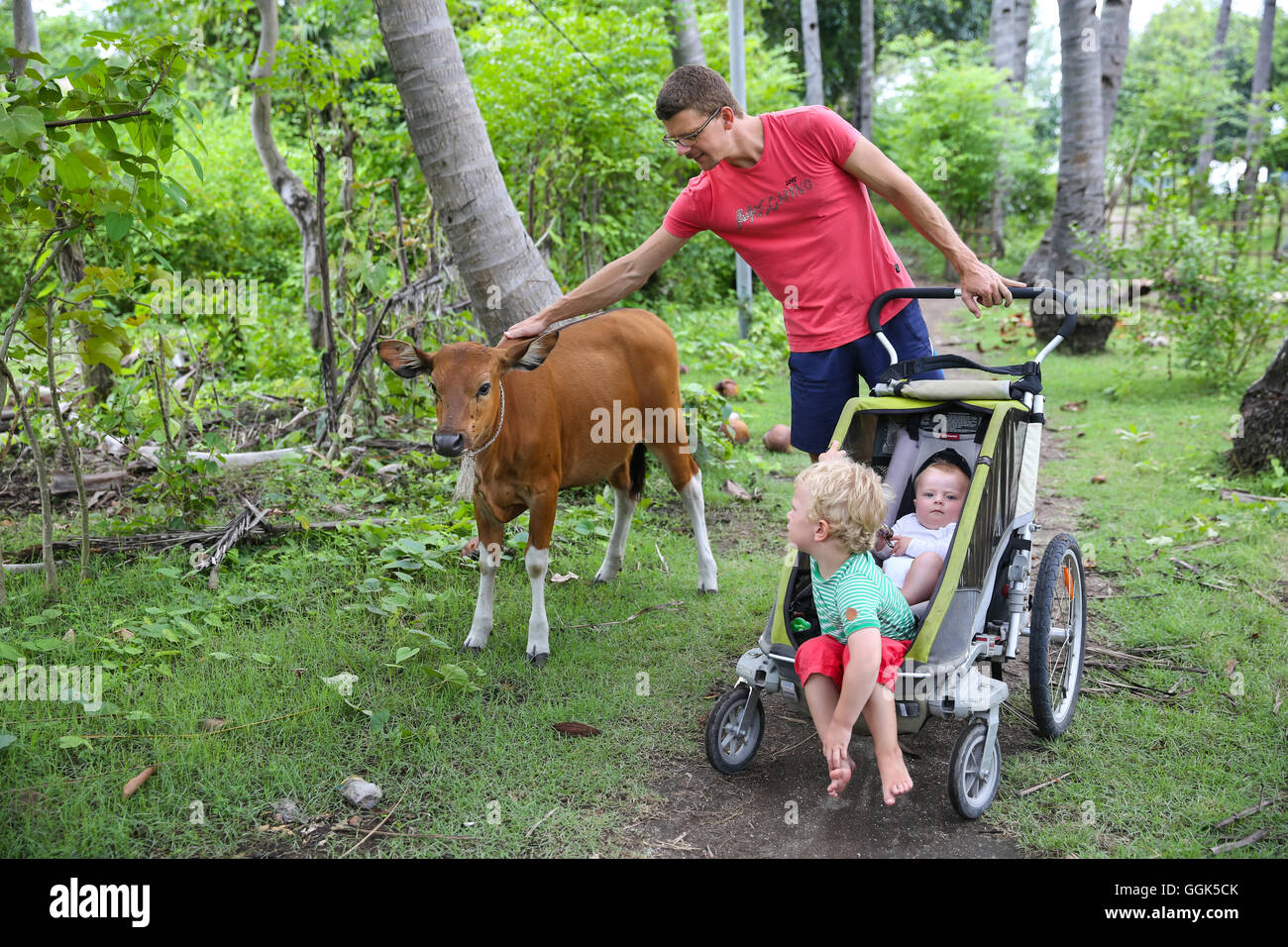 Family on holiday, father with his two kids, stroller, brown cow, calf, coconut trees, coconut grove, tropical island, girl 5 mo Stock Photo