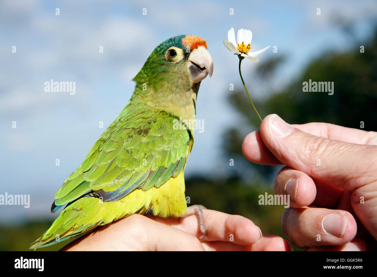 Canary bird sitting on a hand with white flower in other hand in Cerro Verde National Park, near Santa Ana, El Salvador, Central Stock Photo