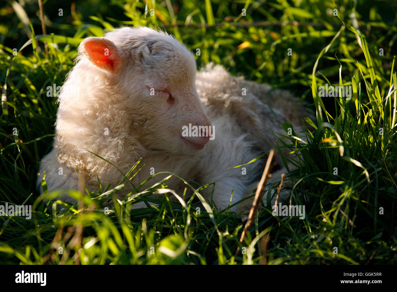 A young lamb lying in a meadow and sleeping, near Manacor, Mallorca, Balearic Islands, Spain, Europe Stock Photo