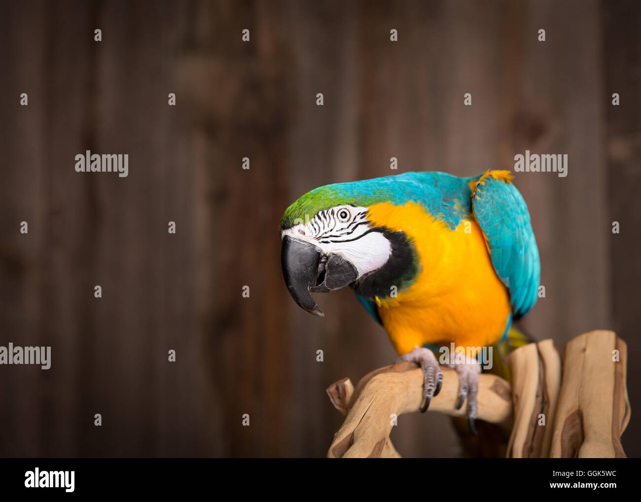 Image showcasing Macaw parrot in a studio environment Stock Photo - Alamy