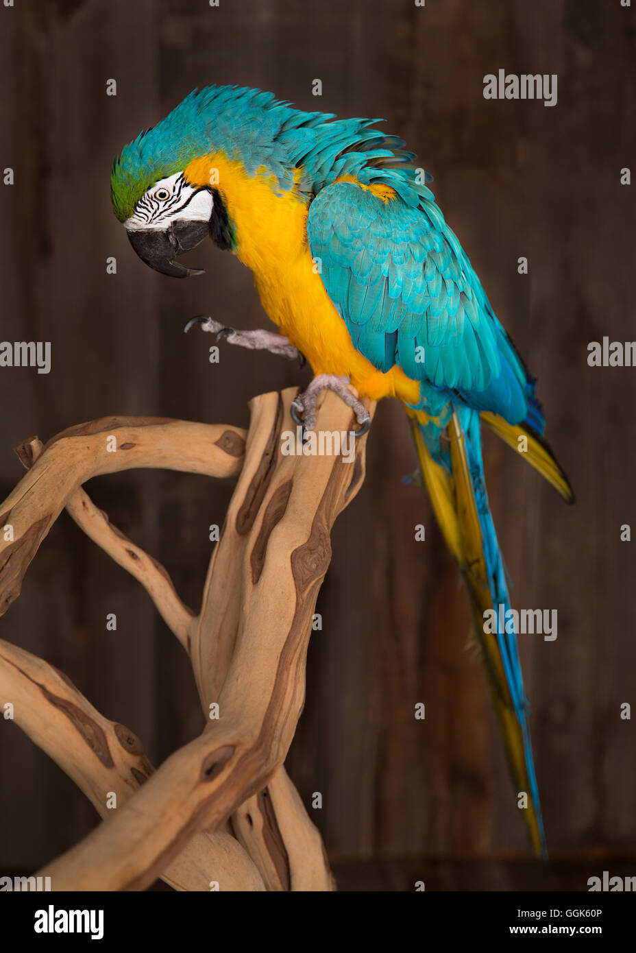 View of Macaw parrot in a studio environment Stock Photo - Alamy