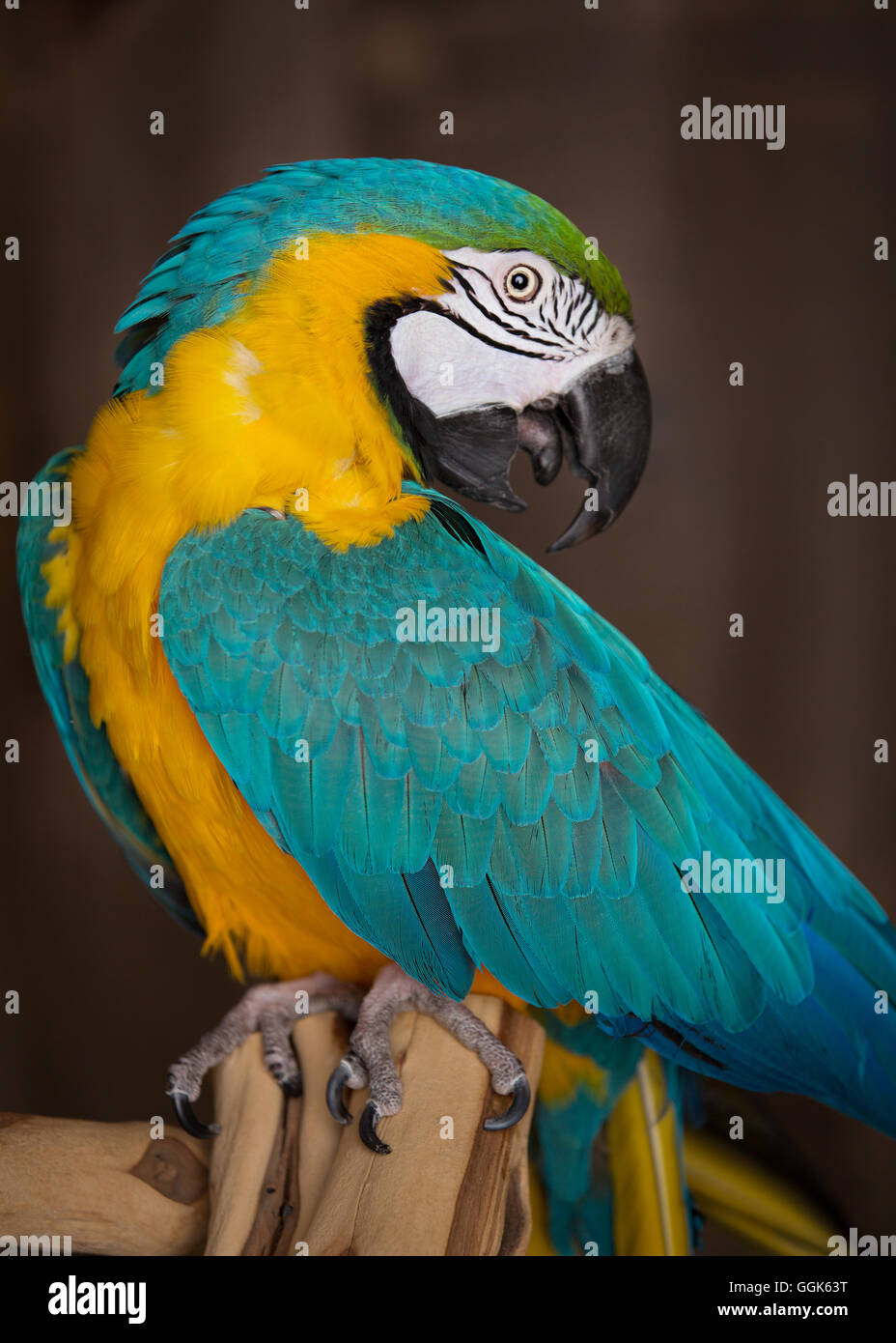 View of Macaw parrot in a studio environment Stock Photo - Alamy