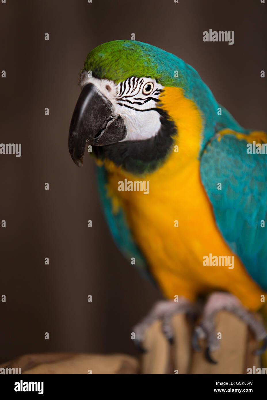 Picture of Macaw parrot in a studio environment Stock Photo - Alamy