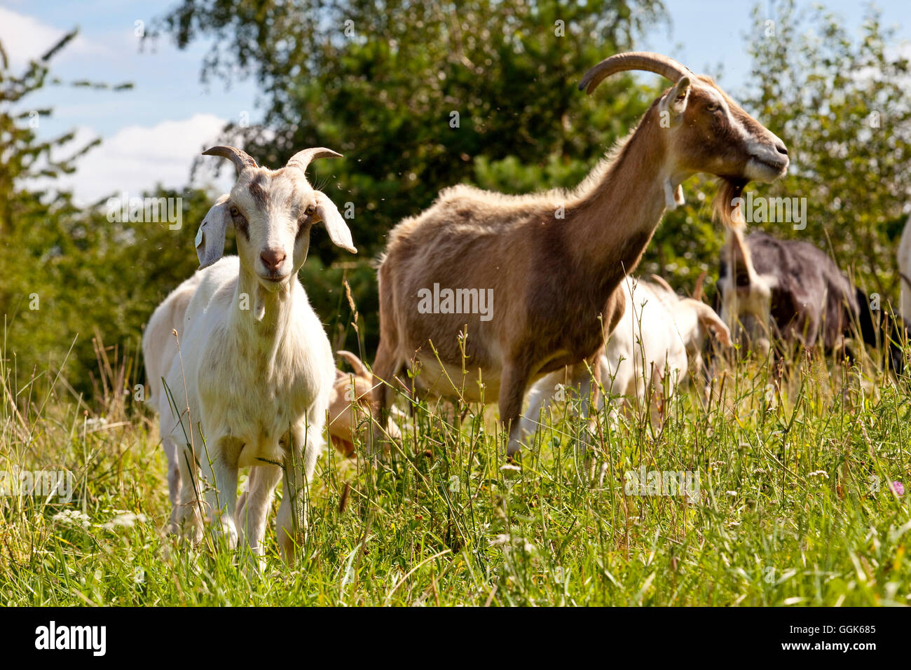 Two goats in a meadow in Lengeltal valley in Nationalpark Kellerwald-Edersee, Frankenau, Hesse, Germany, Europe Stock Photo