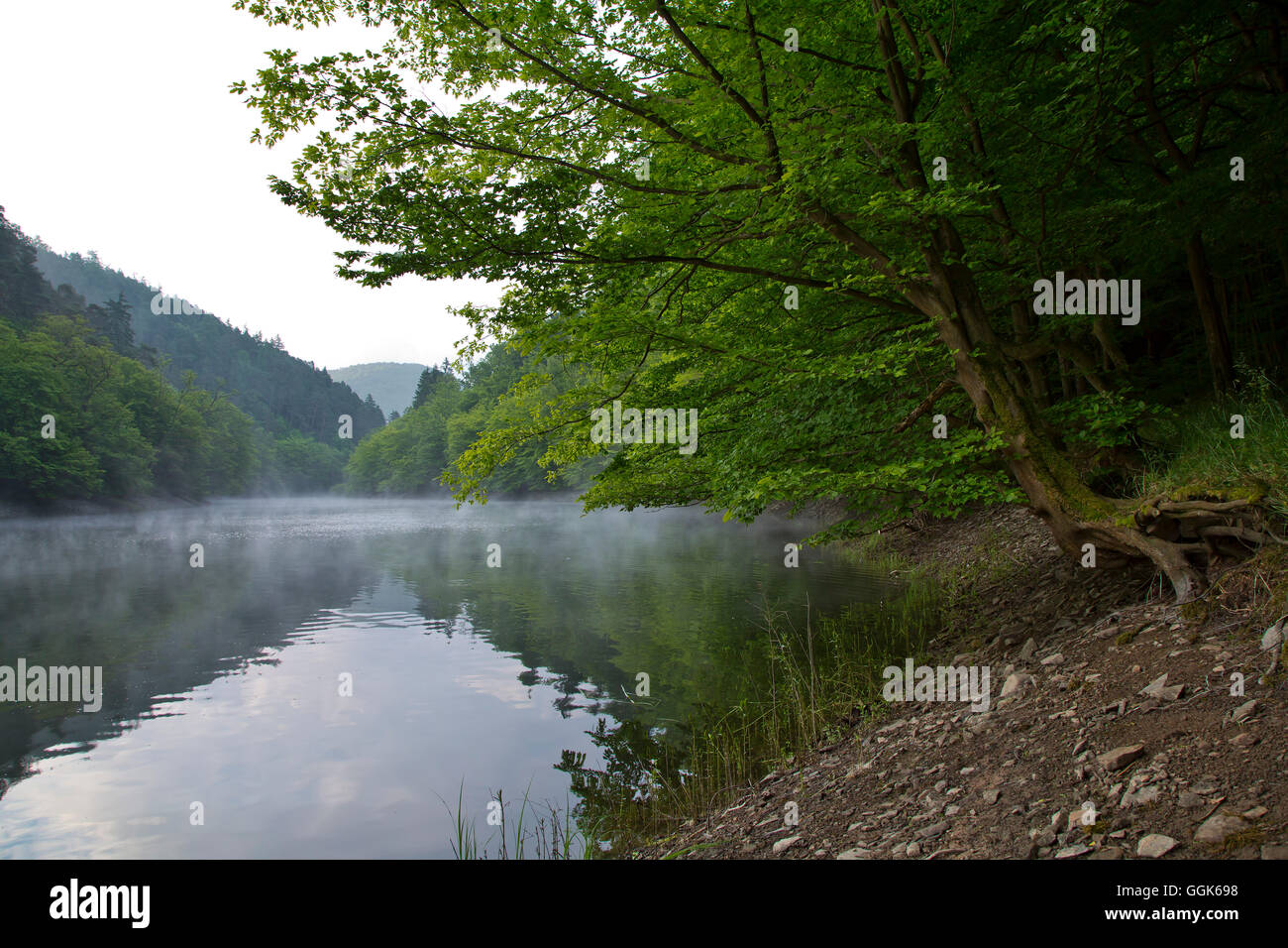 Mirrored view of Banfe Bucht at Lake Edersee at dawn with mist and forest in Kellerwald-Edersee National Park, Lake Edersee, Hes Stock Photo
