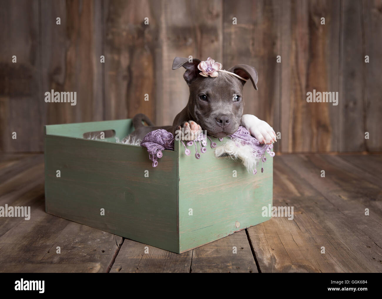 Pit bull puppy in a crate and headband in a wooden studio Stock Photo Alamy
