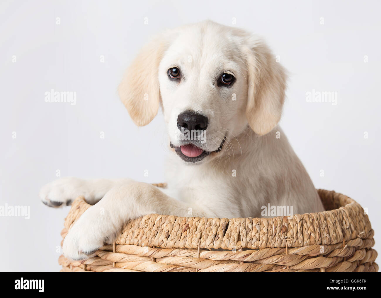 Golden retriever puppy in a studio setting in a bowl Stock Photo Alamy