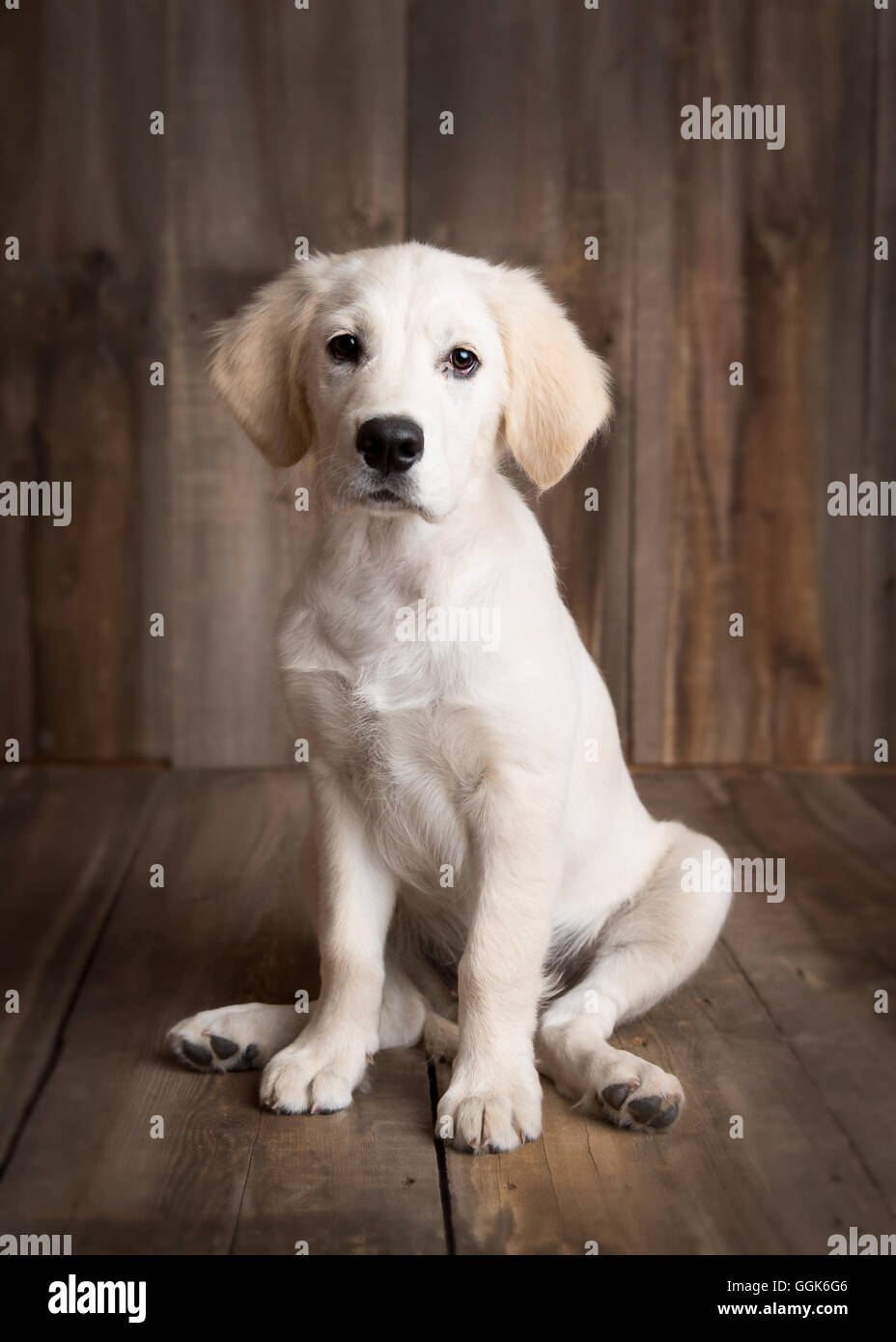 Golden retriever puppy in a studio setting sitting Stock Photo - Alamy