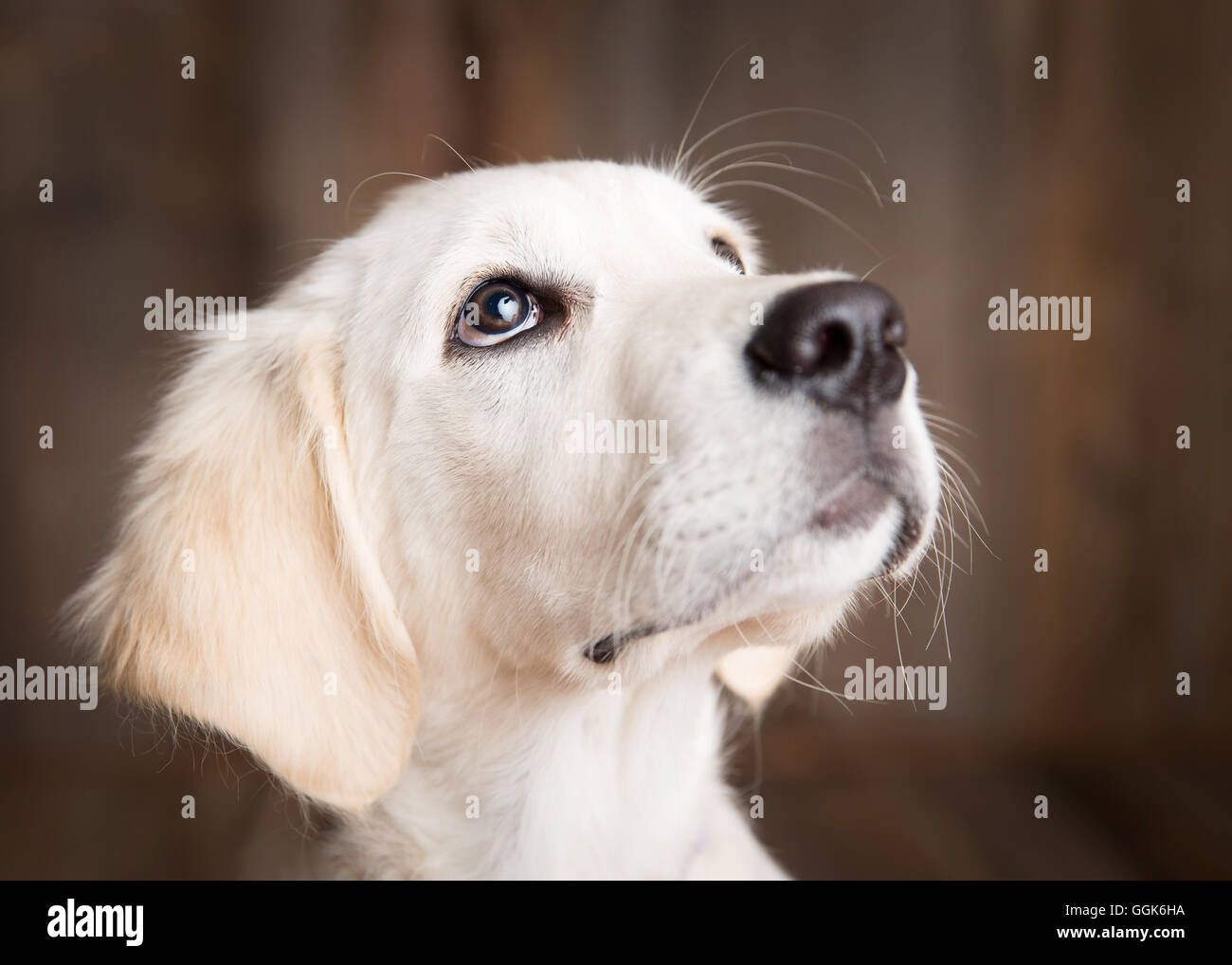 Golden retriever puppy in a studio setting Stock Photo - Alamy