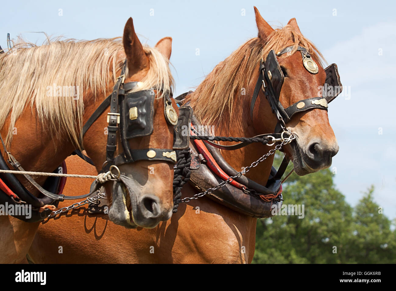 photograph of a pair of heavy horse in working harness Stock Photo Alamy
