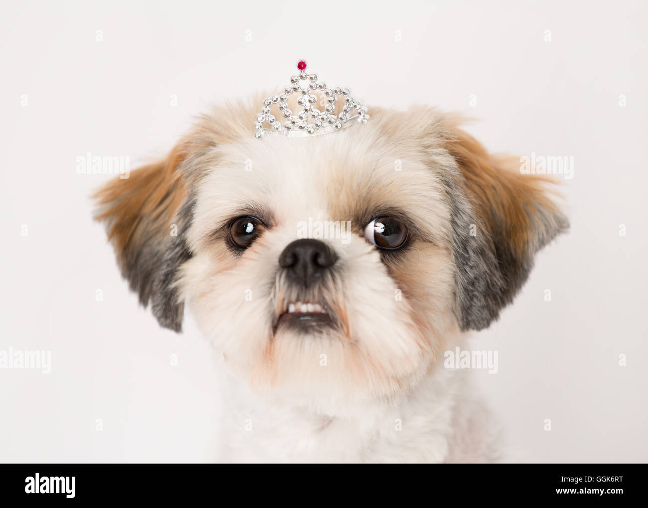 tiara teddy bear dog