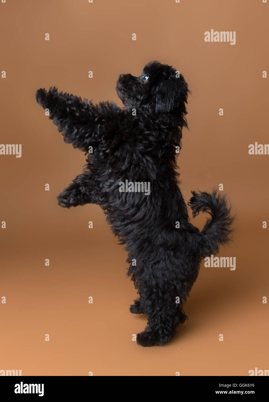 Cute black cockapoo in a studio on a white chair doing circus tricks ...