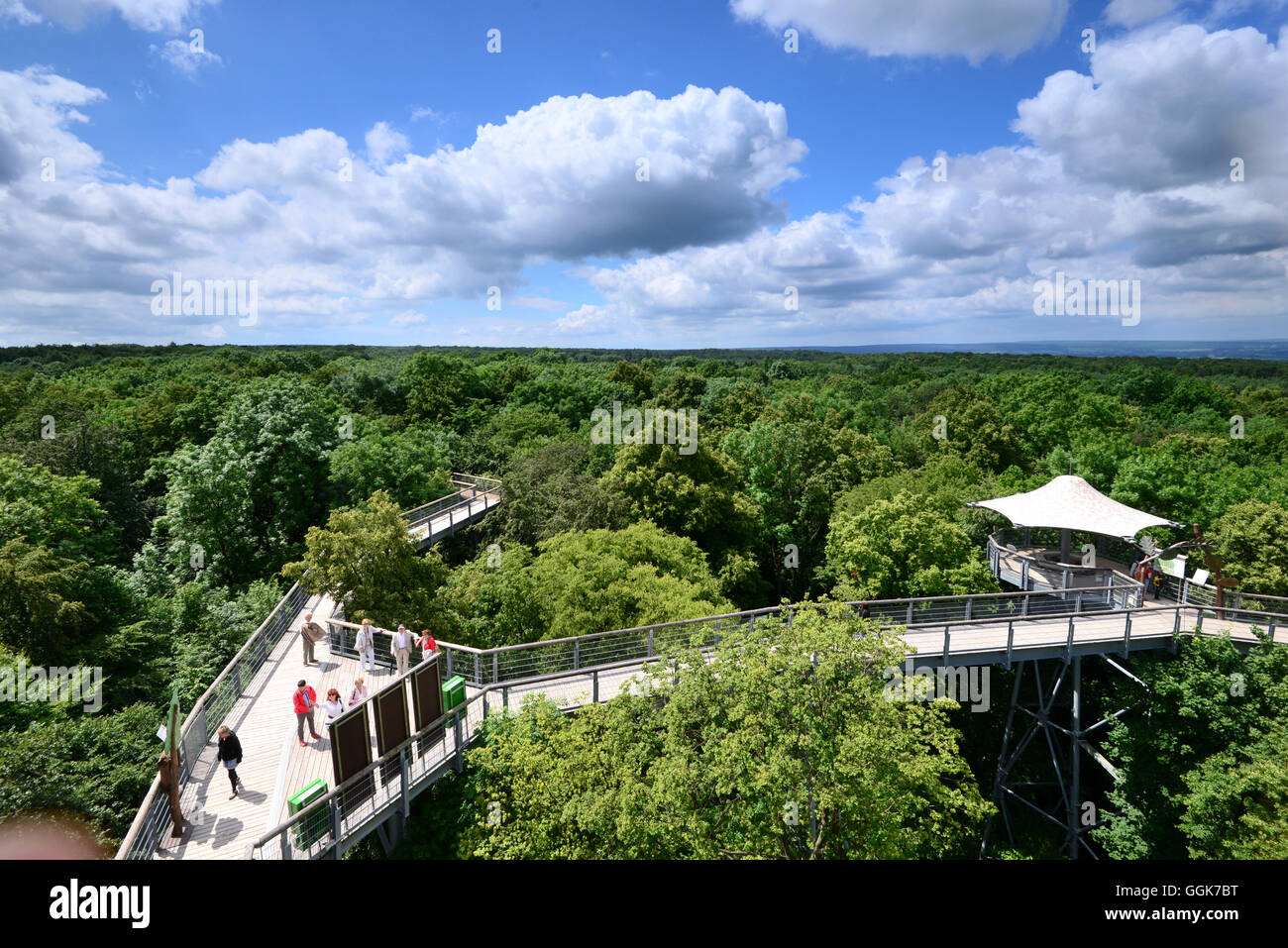 Treetop walk way in Hainich National Park, Thuringia, Germany Stock Photo