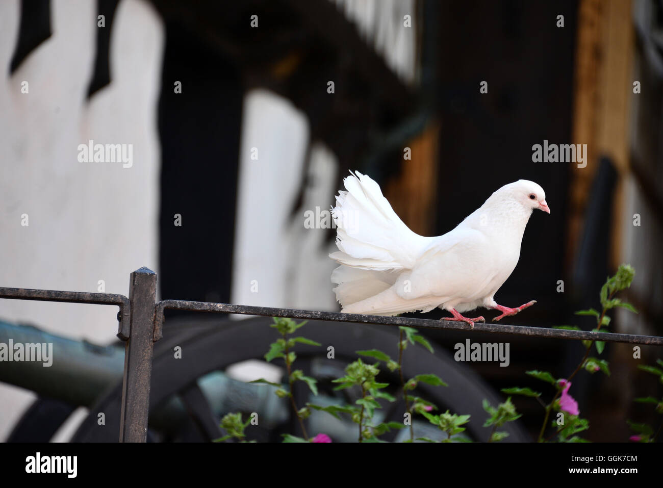 Pigeon in the Wartburg near Eisenach, Thuringian forest, Thuringia, Germany Stock Photo
